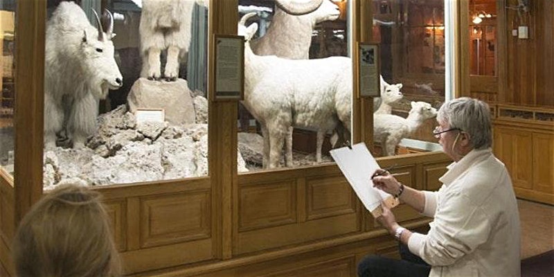 a man sits in in front of a mountain goat display in a museum sketching.