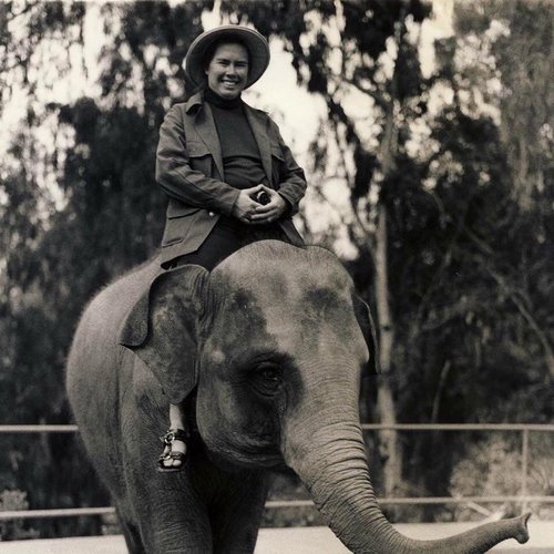 "The Wanderer" album cover for music by Pauline Oliveros shows a lady astride a small elephant. 