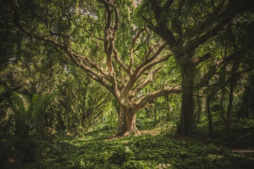 A gnarled and wild looking deciduous tree is in focus growing among a thick green forest.