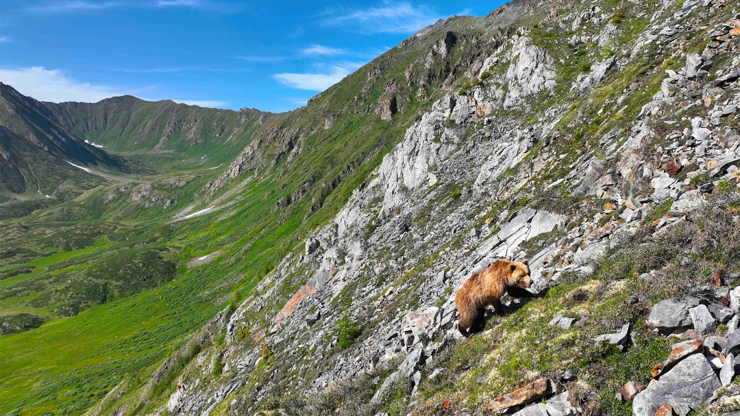 A grizzly bear walks up a steep slope of grass and rock in the Mongolian Taiga