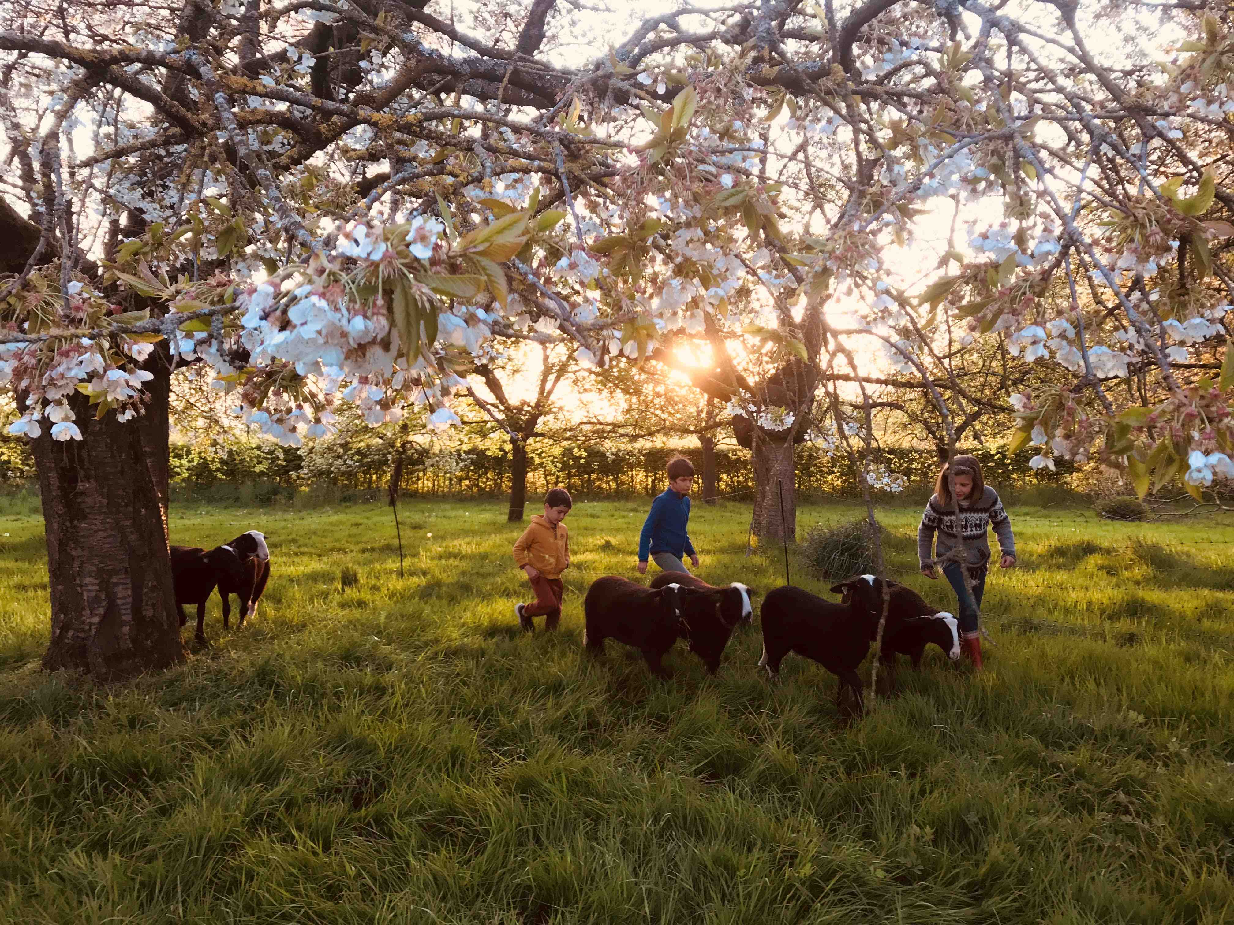 François-Xavier De Ruydts shifted his focus from cinematic landscapes to the vibrant, calm life on his farm in Belgium.