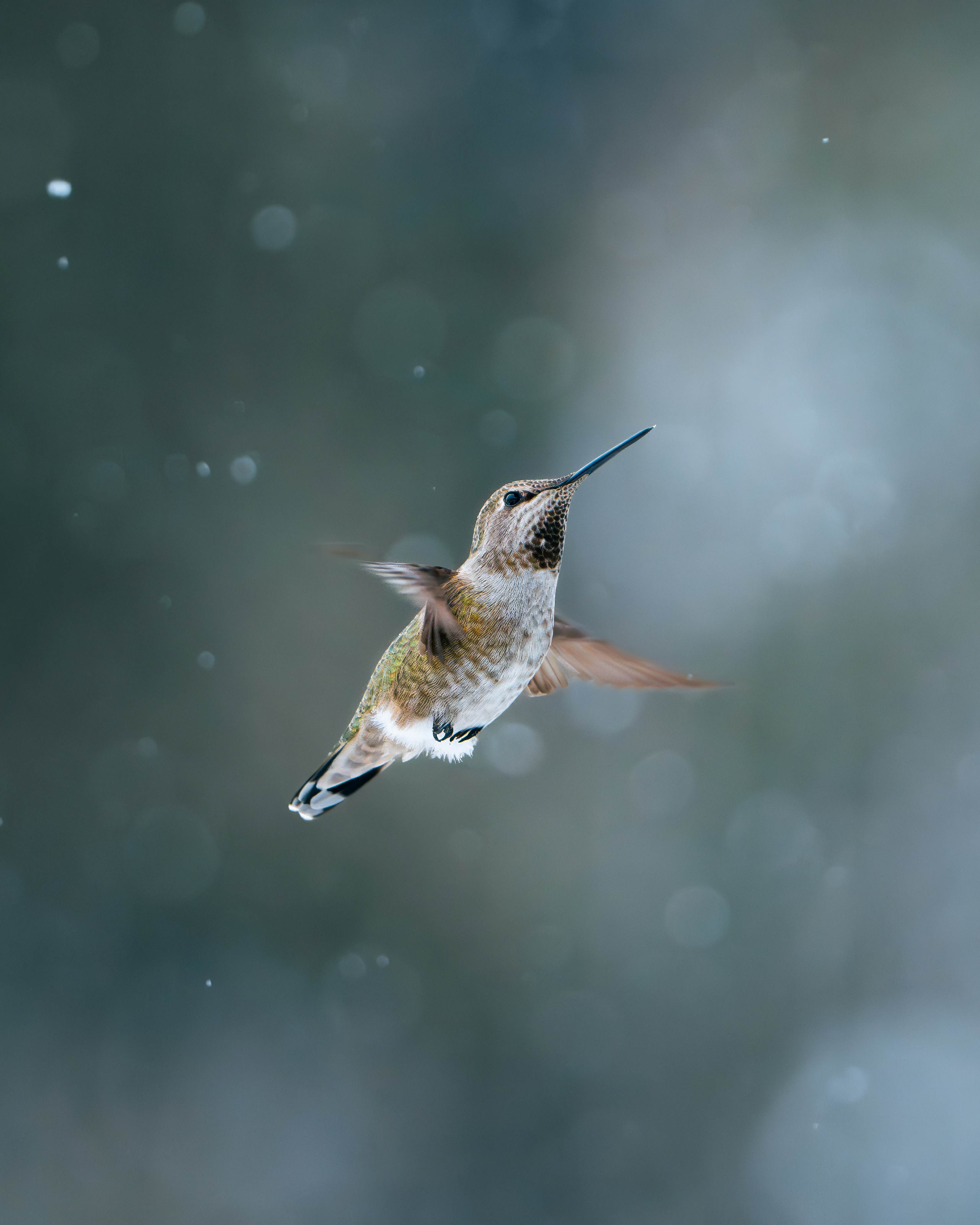 From the film The Bird in my Backyard, photo by Ryan Wilkes