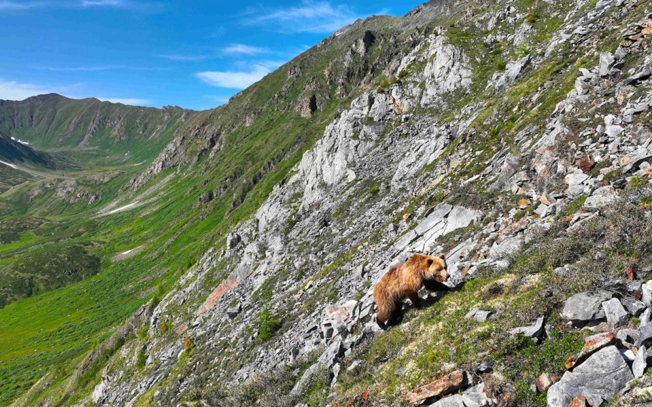 A grizzly bear walks up a steep slope of grass and rock in the Mongolian Taiga