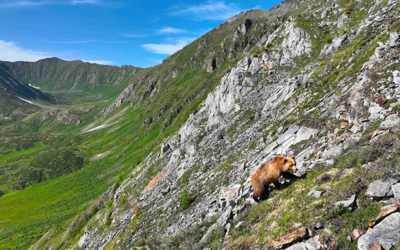 A grizzly bear walks up a steep slope of grass and rock in the Mongolian Taiga