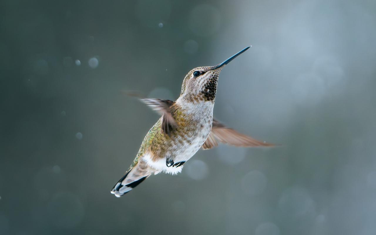 From the film The Bird in my Backyard, photo by Ryan Wilkes