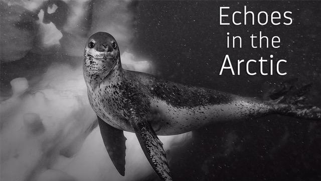 Echoes in the Arctic