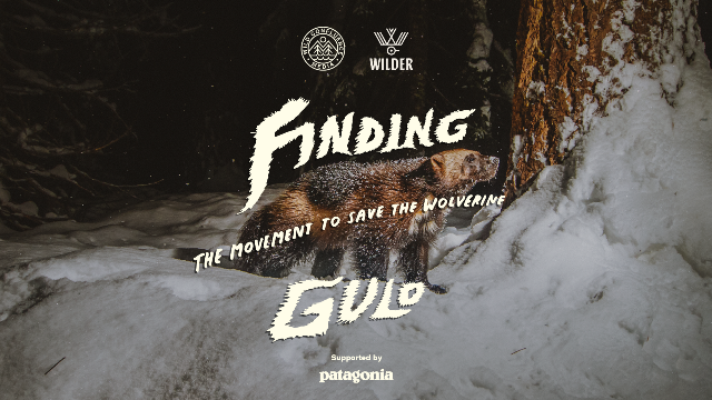 From the Film Finding Gulo