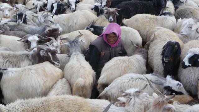 Shepherdess of the Glaciers