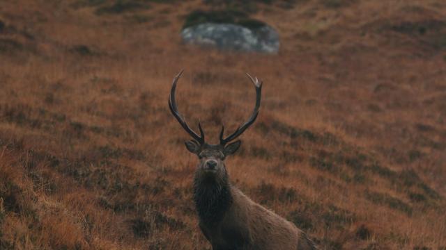Image from the film The Cull - Scotland's Deer Dilemma