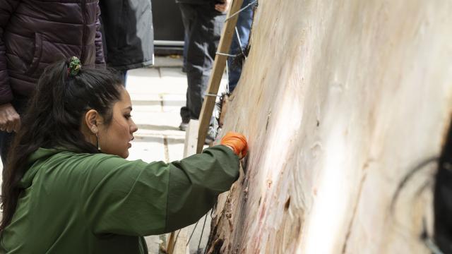 An artist in a green jacket is tanning a large animal hide on a frame