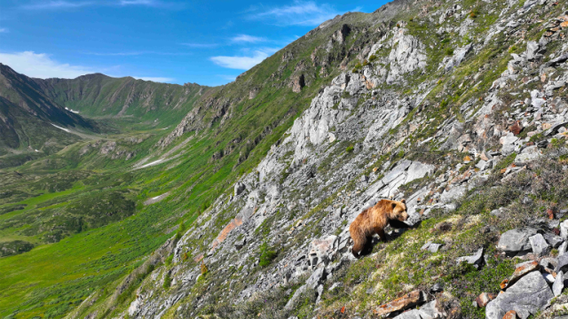 From the film Mongolia, Valley of the Bears, photo by ZED