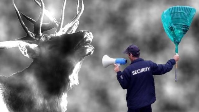 How TBC security wrangles elk